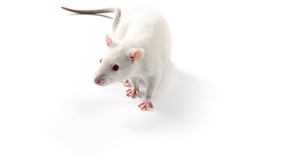 SHR Rat