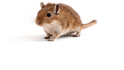 Gerbil Pet Mice Near Me Mongolian Gerbil Charles River