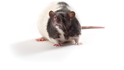 ZDF Rat (Lean fa/+) | Charles River