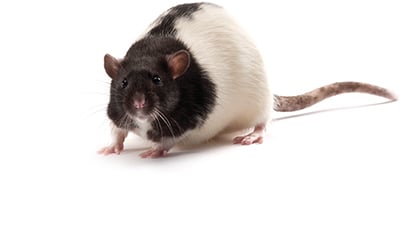 モディファイRAT New Snap-on™ RAT2TFHLFMRX 1/4