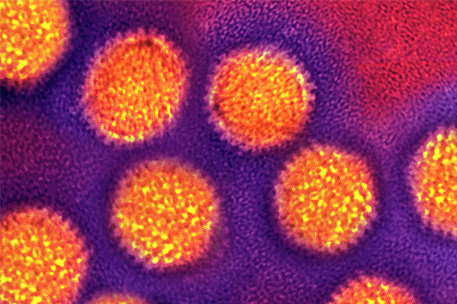 adenovirus target cells for drug discovery