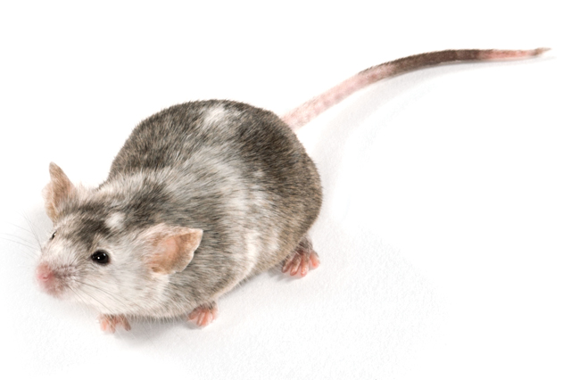 genetically modified mouse model of autism spectrum disorders