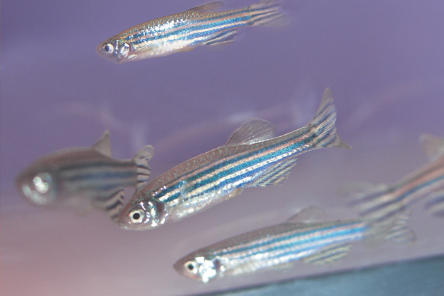 Zebrafish are a powerful tool for genetic, toxicology, and neuroscience