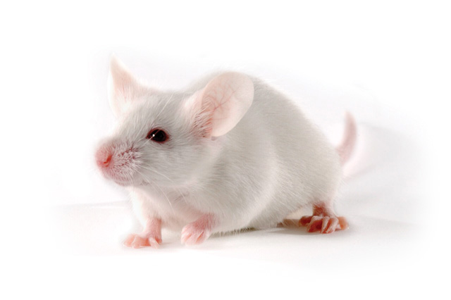 Image of mouse representing the Dyslipidemia and Atherosclerosis Mouse models offered at Charles River