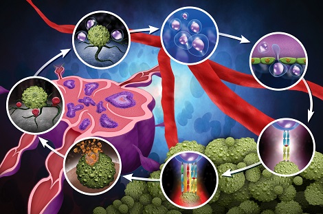 cancer-immunity cycle, immuno-oncology assay translational platfrom