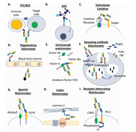 Multispecific drugs antibody formats in clinical trials.