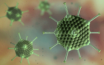 Adenovirus particle for viral vector vaccine in animals article