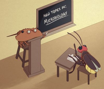 Horseshoe Crab Firefly LAL Testing Bioluminescence