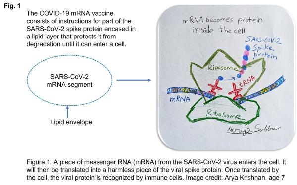 The Beginner's Guide to COVID-19 mRNA Vaccines: Part 1 | Charles River