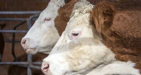 Dairy cattle impacted by bird flu