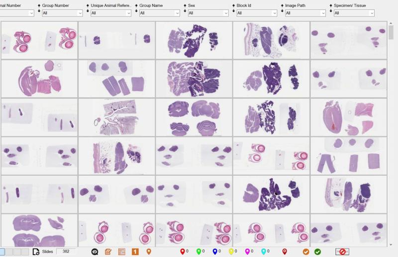 A set of digital pathology slides -- seeing is believingr