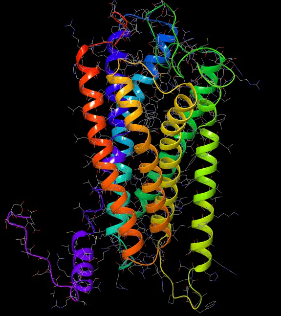 structural model of the protein showing the helices.