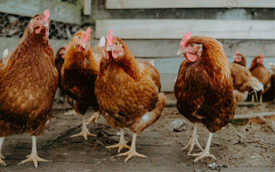 Flock of chickens -- poultry viral vector vaccine story
