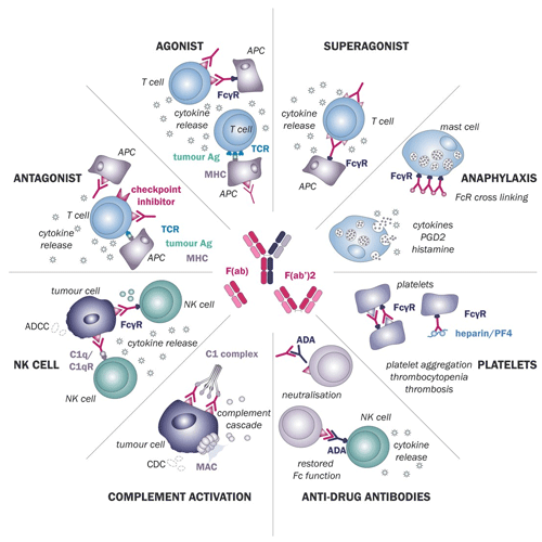 Cytokine Release Assay Immunotoxicology