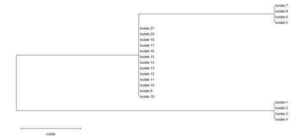 neighbor-joining phylogenetic tree