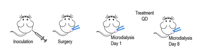 Mouse infographic -- tumor probe -- microdialysis -- oncology--AACR21