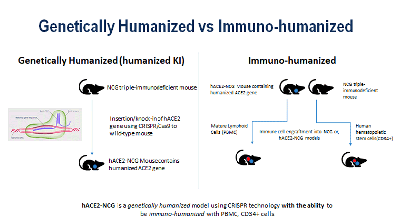 Genetically Humanized vs. Immuno-Humanized Mouse Models