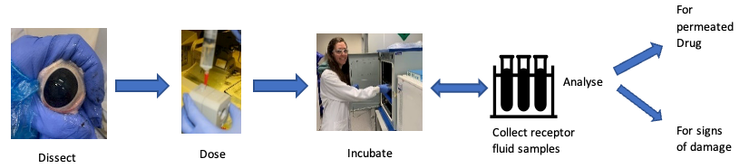 Typical flow of a cornea permeability study design