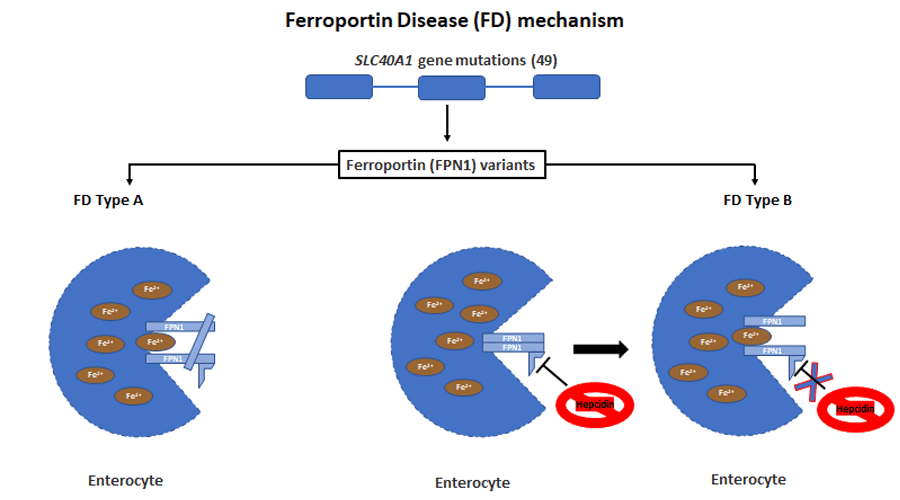 Ferroportin infographic -- rare disease causes iron deficiency blood letting treatment