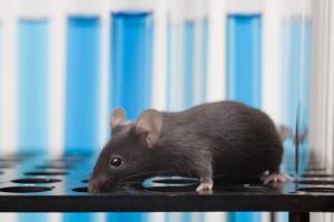 Screening for pathogens in research animals