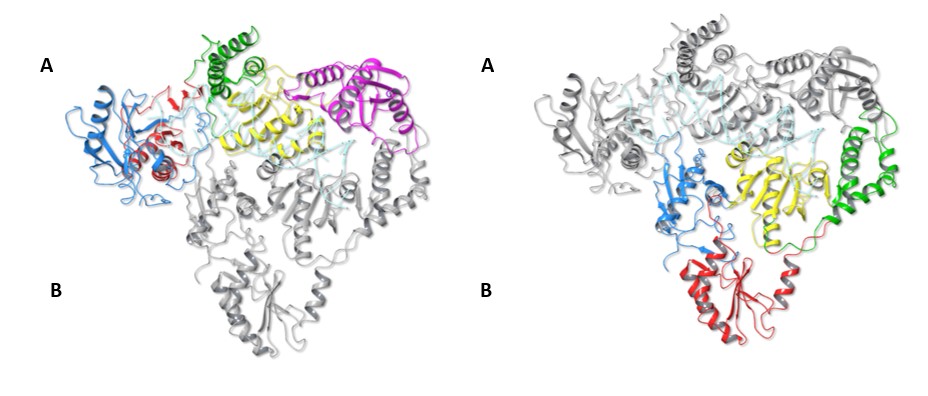 Unusual crystal structure of ancient retroviral protein
