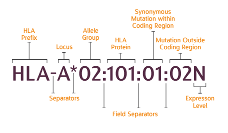 Ask a Scientist: How Do I Decode the HLA System? | Charles River