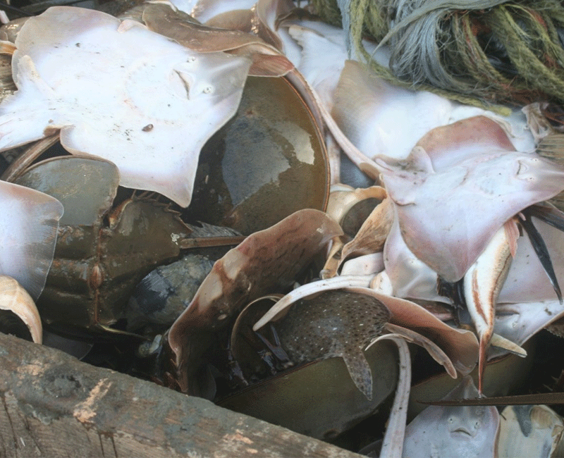 Horseshoe Crabs can exhibit and efficient swimming form to survive