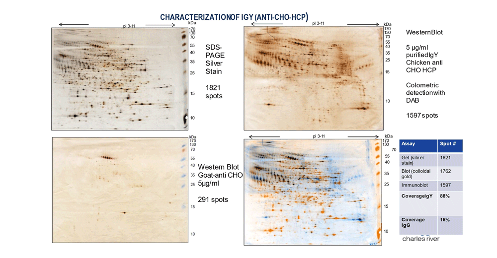 Characterization of IgY