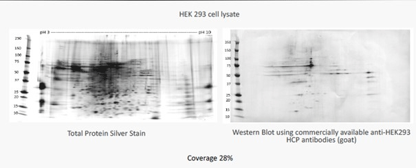 HEK 203 Cell Lysate Test