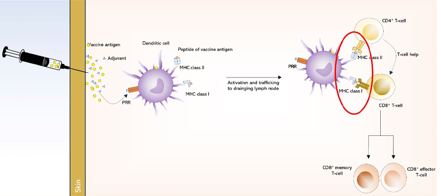Shows generation of immune response following vaccination