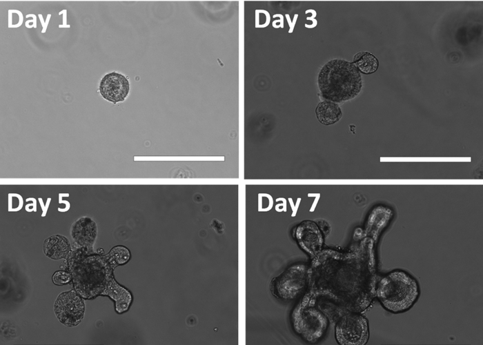 Intestinal organoid grows up in 7 days.