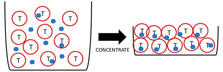 Concentrating T cells and lenti particles.