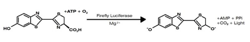 Luciferase Diagram How Bioluminescence Works