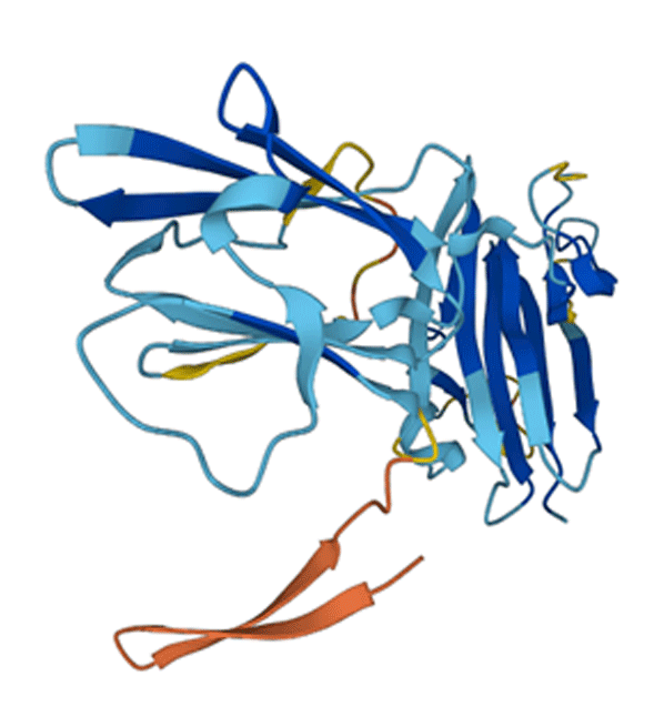 structure of Pfs48/45 predicted by AlphaFold 