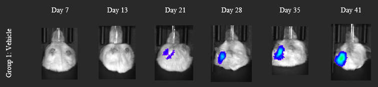 Lung metastases in mice