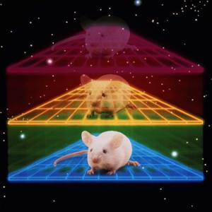 Oncomice, first transgentic mammal to be patented.