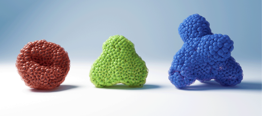 Organoid morphology illustration