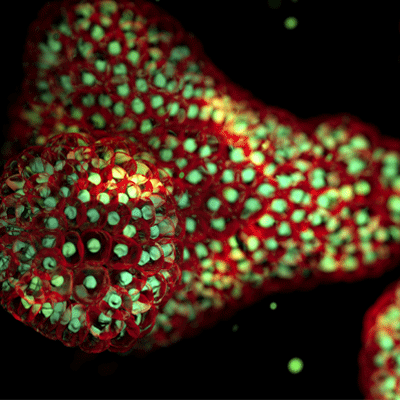 An organoid