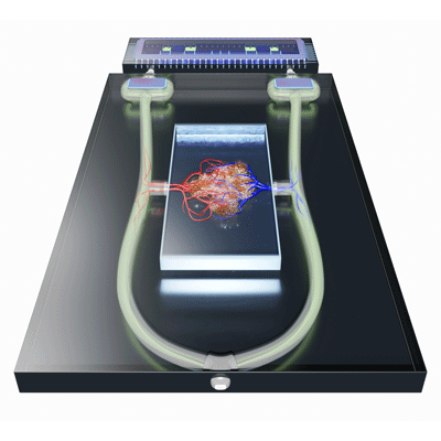 Organ on a chip