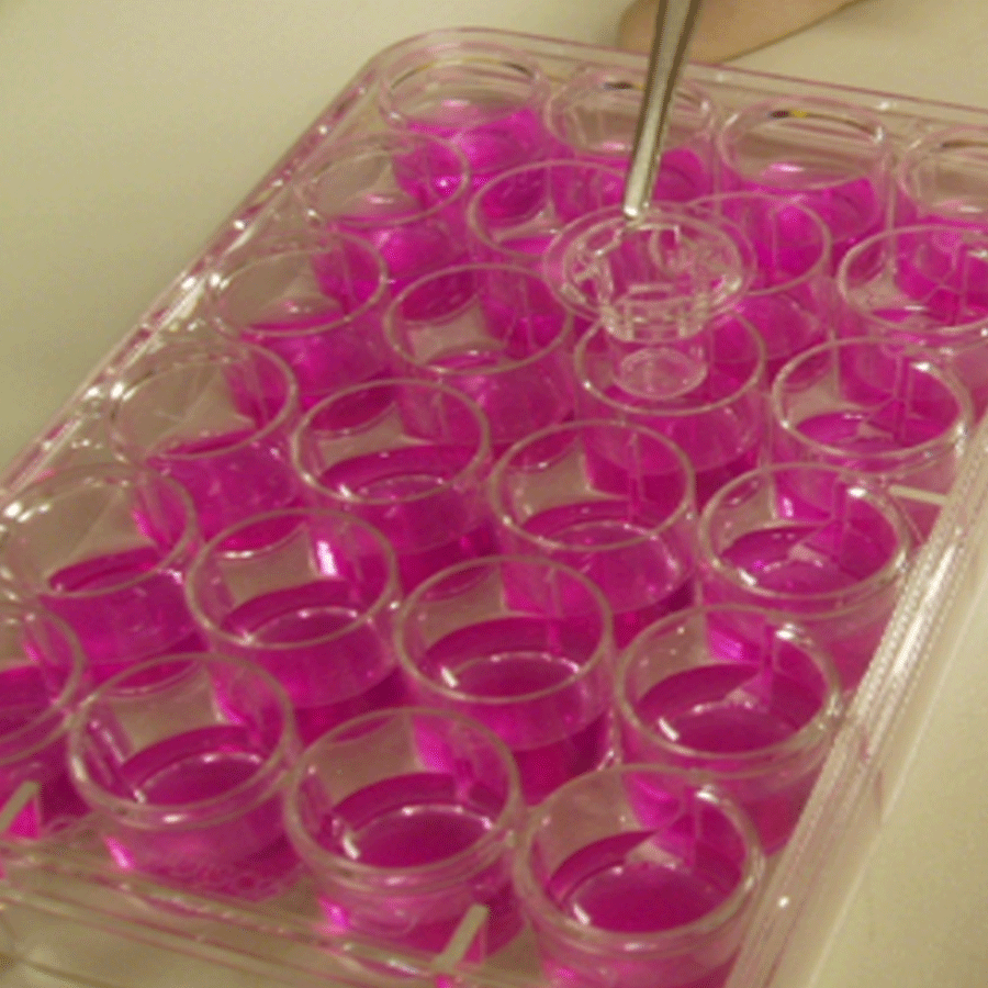 Photo of 3D Tissue Models