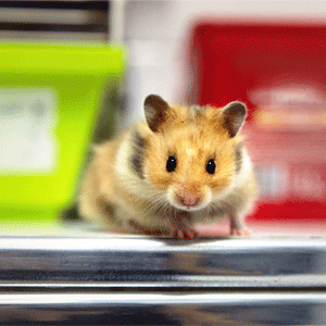 Syrian Hamster Model COVID-19 Vaccine Series