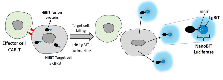 Promega HiBiT 기술용 CAR-T 이미지