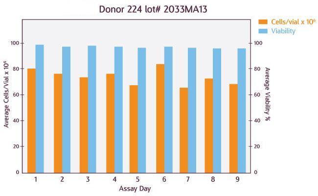 Chart showing Donor 224 lot# 2033MA13 with Average cells/Vial on the Y axis and Assay Day on the Y axis.