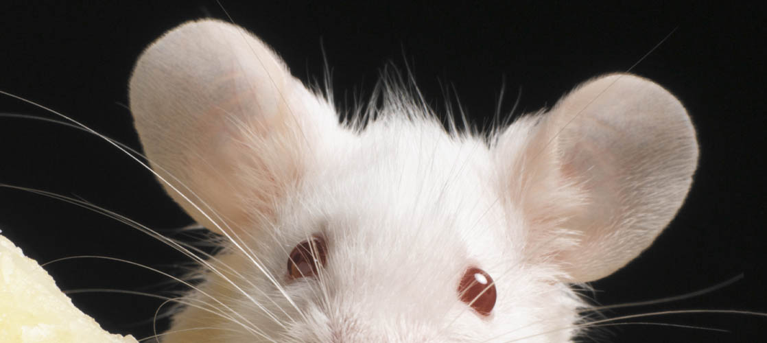 Scientists Reverse Hearing Loss in Mice | Charles River