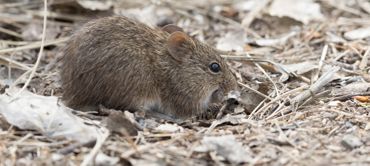 即完売WTAPS US cotton RATS way of life How Cotton Rats Inform Vaccine Research | Charles River