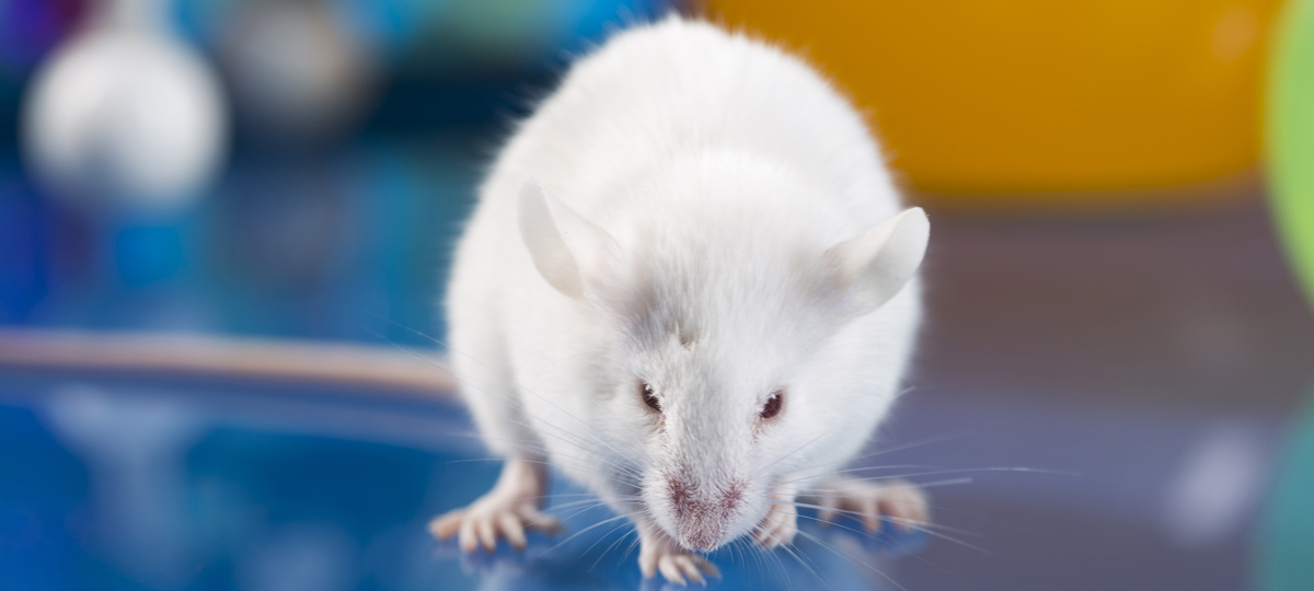 Murine Clinical Trials | Charles River