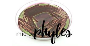 20160328-MicroPhylesLogo-294x152-EurekaHome
