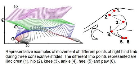 graphic showing the SOD1 model in mice 
