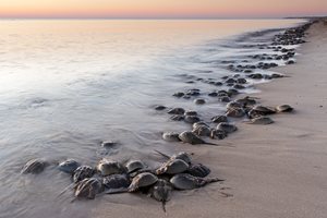 Horseshoe Crabs on a beach, (c) Ariane Müller