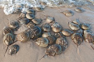 Horseshoe Crabs on a beach, (c) Ariane Müller